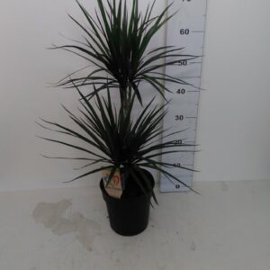 Dracaena Vaso H 80 Cm V. 19