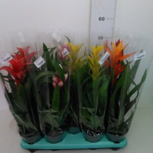 Guzmania Vaso H 60 Cm V. 13