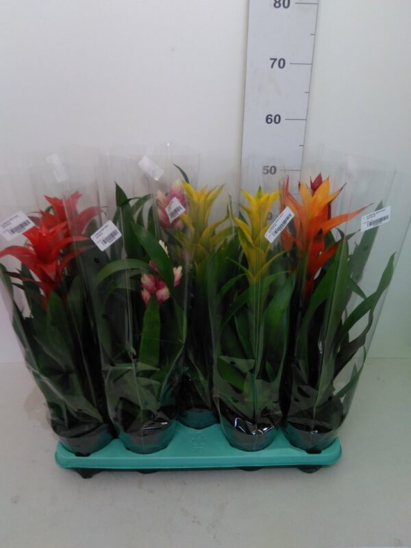 Guzmania Vaso H 60 Cm V. 13