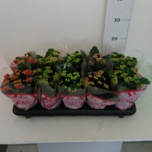 Kalanchoe Vaso H 23 Cm V. 10