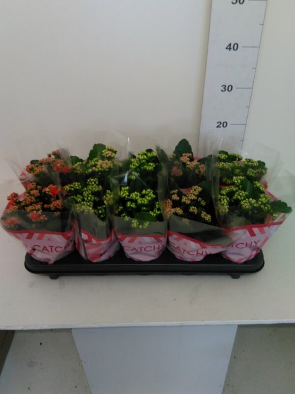 Kalanchoe Vaso H 23 Cm V. 10