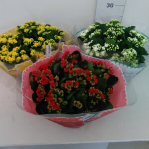 Kalanchoe Vaso H 27 Cm V. 23
