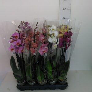 Phalaenopsis Vaso H 65 Cm V. 12