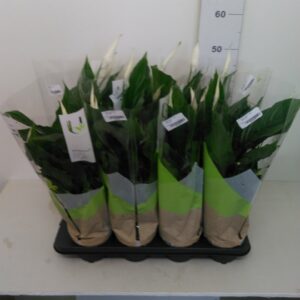 Spathiphyllum Vaso H 55 Cm V. 13