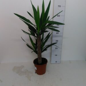 Yucca Vaso H 85 Cm V. 17