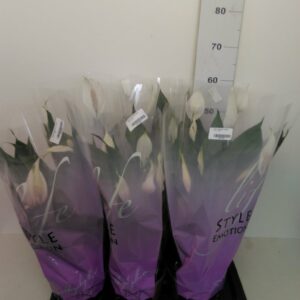 Spathiphyllum Vaso
