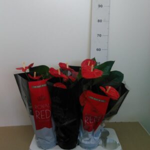 Anthurium Vaso H 50 Cm V. 14