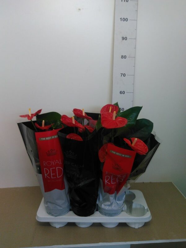 Anthurium Vaso H 50 Cm V. 14