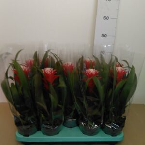 Guzmania Vaso H 45 Cm V. 13