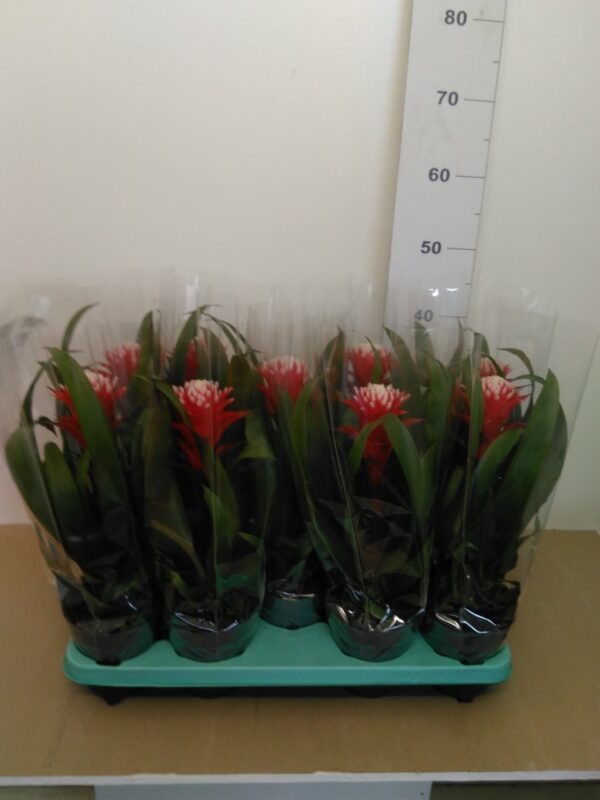 Guzmania Vaso H 45 Cm V. 13