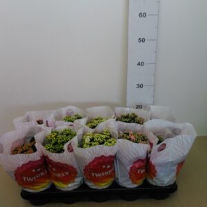 Kalanchoe Vaso H 25 Cm V. 12
