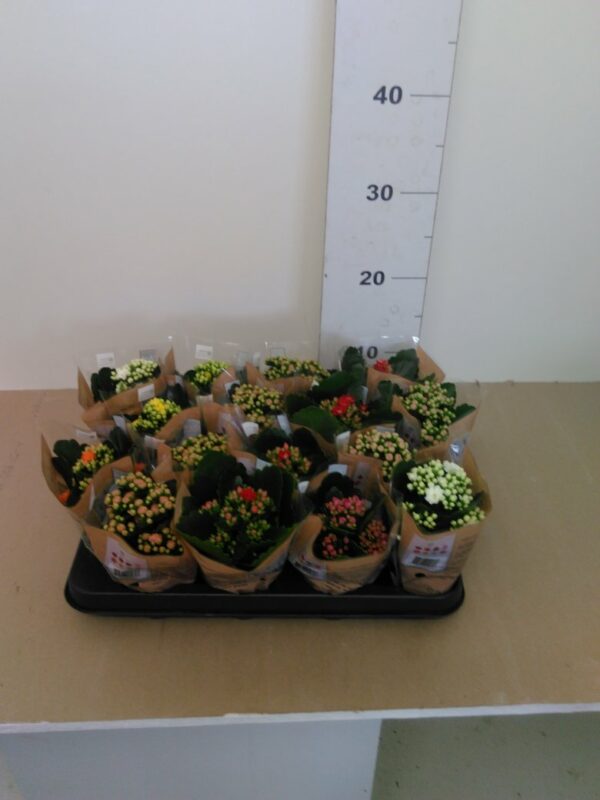 Kalanchoe Vaso H 15 Cm V. 7