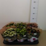 Kalanchoe Vaso H 27 Cm V. 15