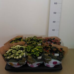 Kalanchoe Vaso H 27 Cm V. 15