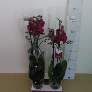Phalaenopsis Vaso Bordeaux H 65 Cm V. 12