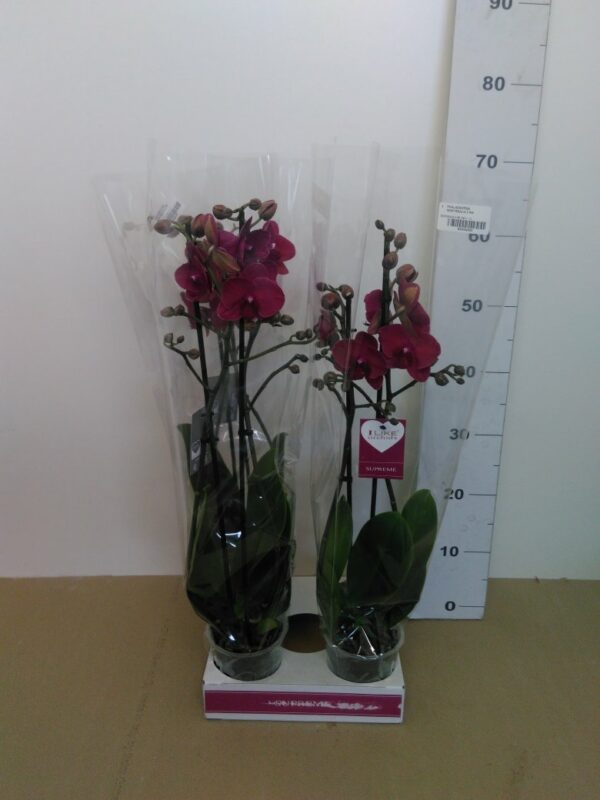 Phalaenopsis Vaso Bordeaux H 65 Cm V. 12