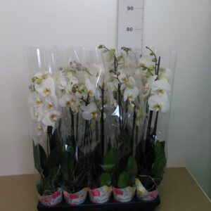 Phalaenopsis Vaso H 65 Cm V. 12