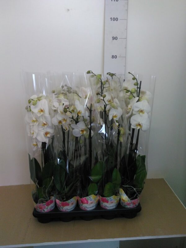 Phalaenopsis Vaso H 65 Cm V. 12
