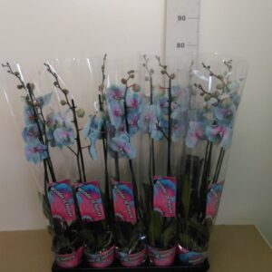 Phalaenopsis Vaso H 70 Cm V. 12