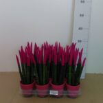 Sansevieria Vaso H 30 Cm V. 8