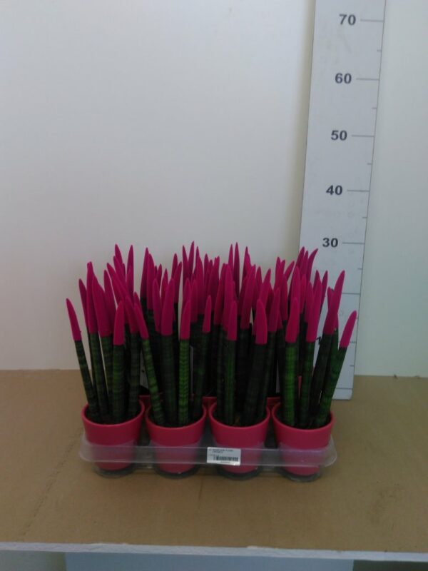 Sansevieria Vaso H 30 Cm V. 8