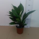 Spathiphyllum Vaso H 70 Cm V 17