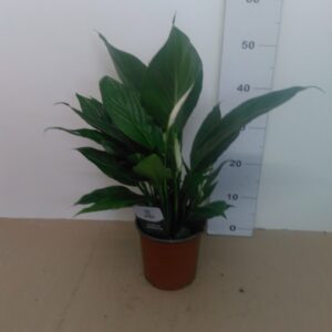 Spathiphyllum Vaso H 70 Cm V 17