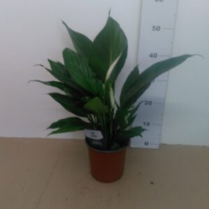 Spathiphyllum Vaso H 70 Cm V 17
