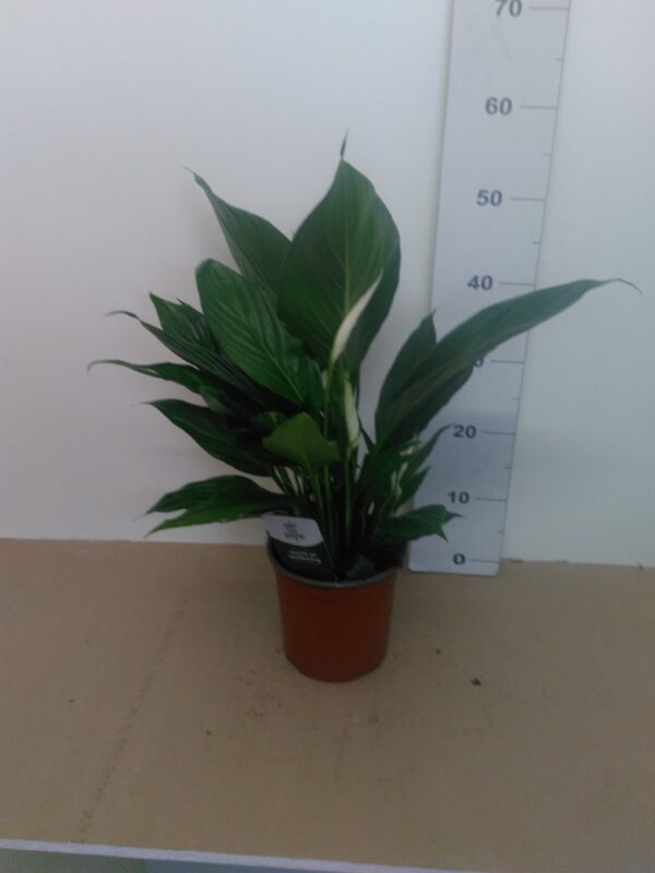 Spathiphyllum Vaso H 70 Cm V 17