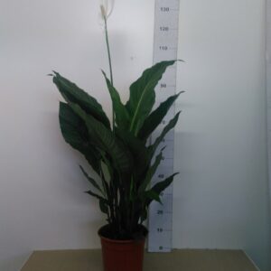 Spathiphyllum Vaso H 110 Cm V. 24