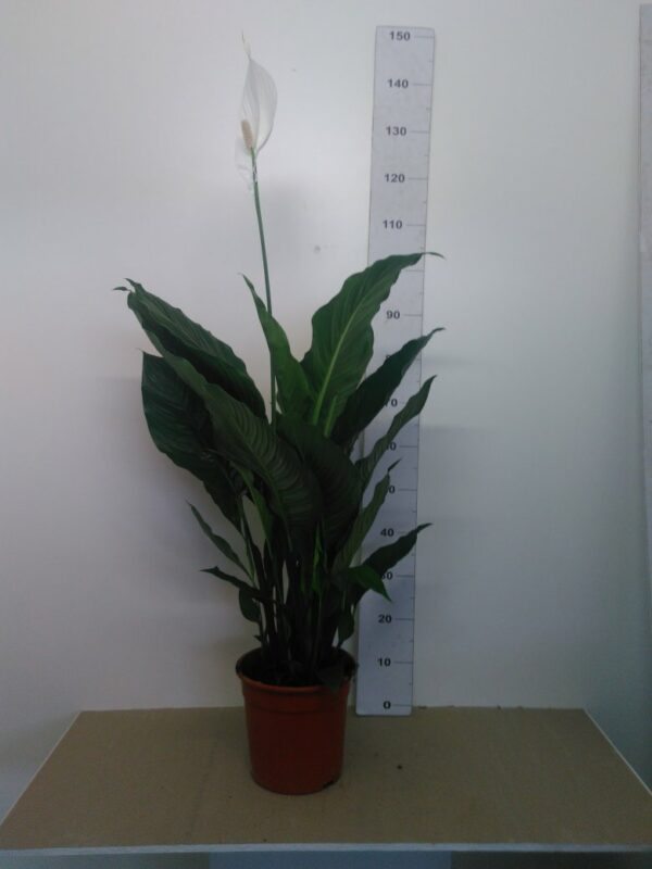 Spathiphyllum Vaso H 110 Cm V. 24