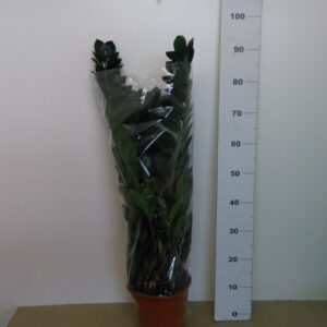 Zamioculcas Vaso H 95 Cm V. 21