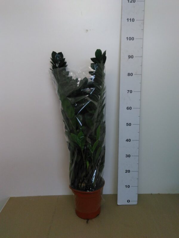 Zamioculcas Vaso H 95 Cm V. 21