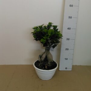 Bonsai Vaso Ginseng V. 20