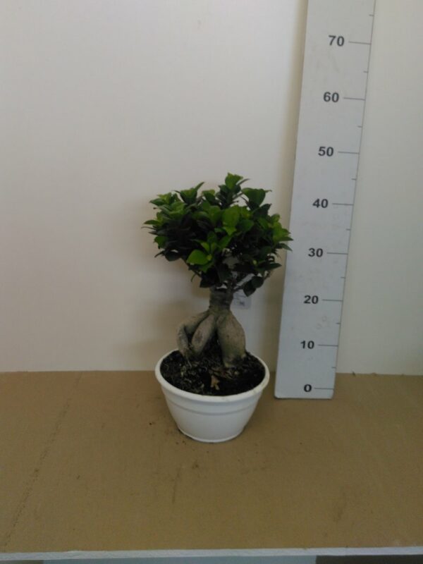 Bonsai Vaso Ginseng V. 20
