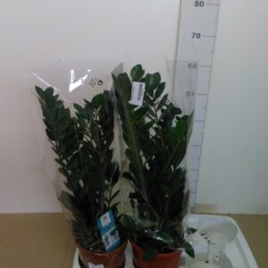 Zamioculcas Vaso