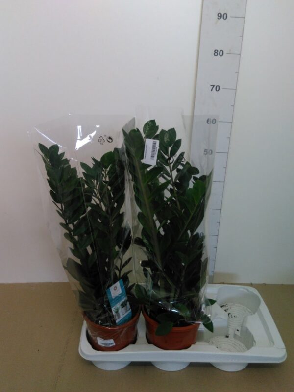 Zamioculcas Vaso