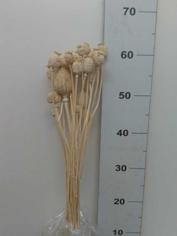 Papavero Big. Bianco Cm 50/60 Bs Da 100/120 Gr.