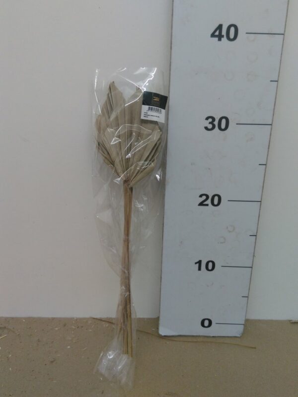 Palm Spear Medium 57x20x7 Cm