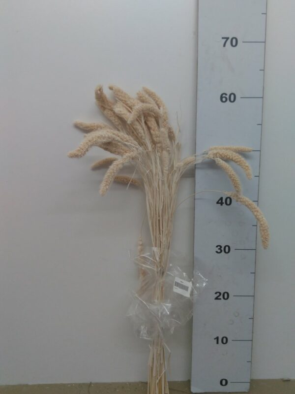 Setaria Bianca Cm 50/60 Bs Da 100/110 Gr.