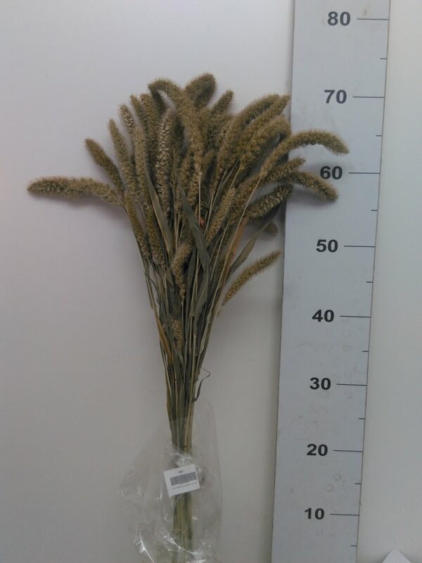 Setaria Macro Ital.nat. Verde Cm 50/60 Bs Da 60 Gr.