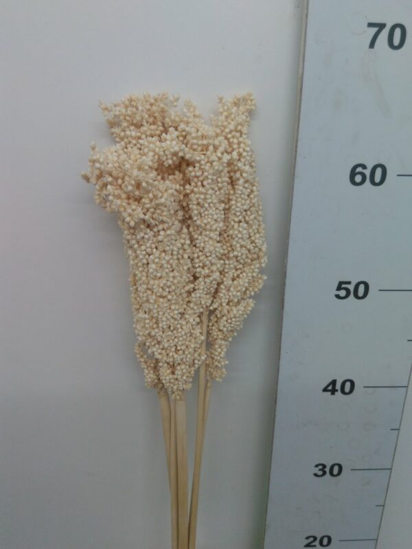 Sorgo Grosso 75/85 Cm Bs Da 5 Pz Bianco