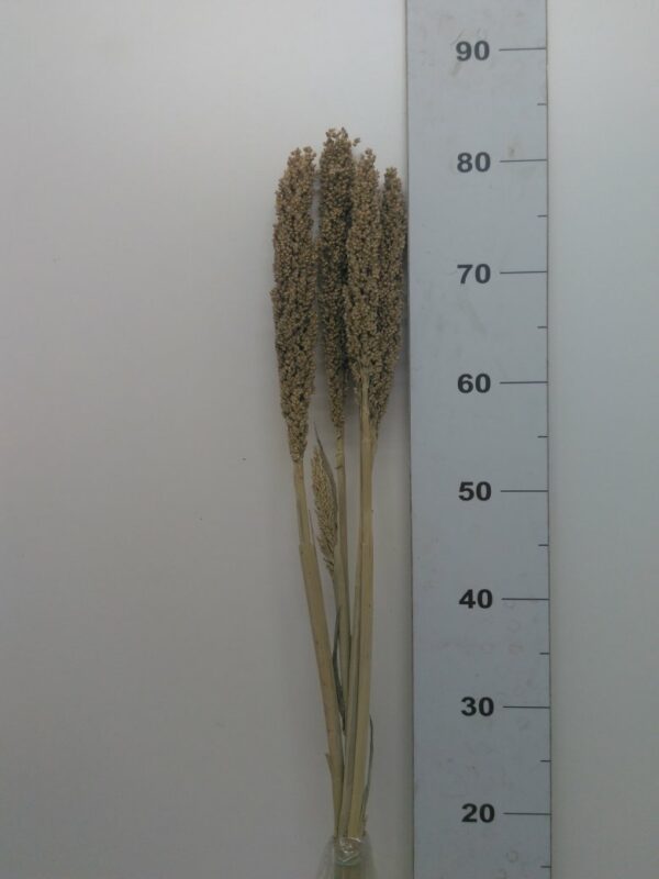 Sorgo Grosso H. 75/85 Naturale Bs Da 5 Pz