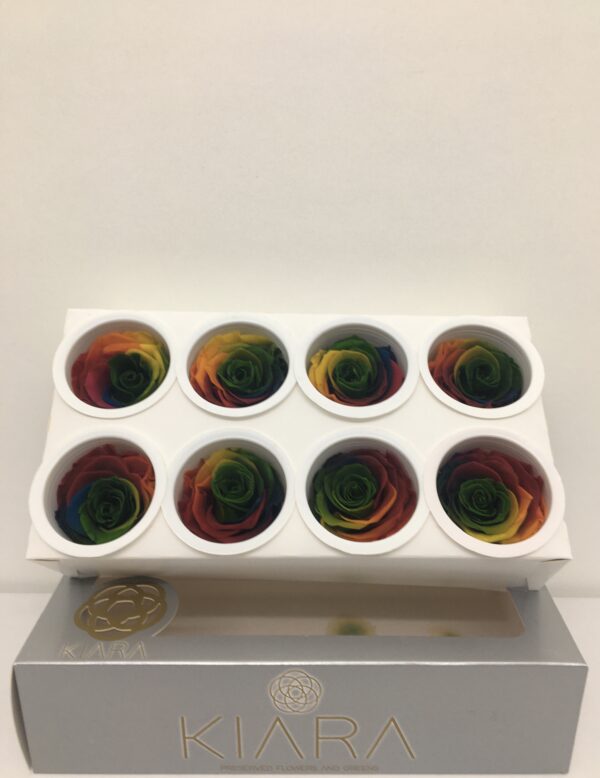 Rosa Preservata Super Rainbow (cf Da 8 Pz)