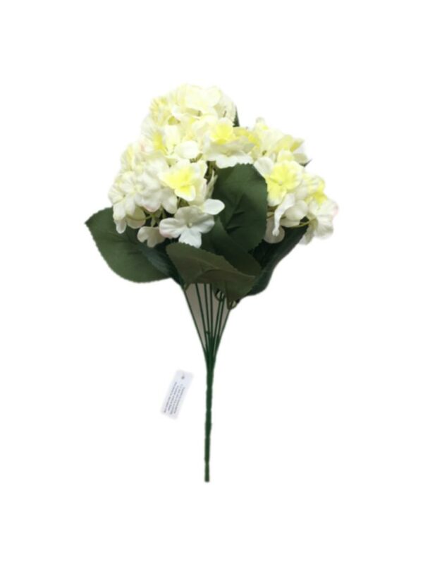 Hydreangea Bush X7 Crema