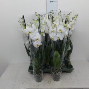 Phalaenopsis Vaso Bianco