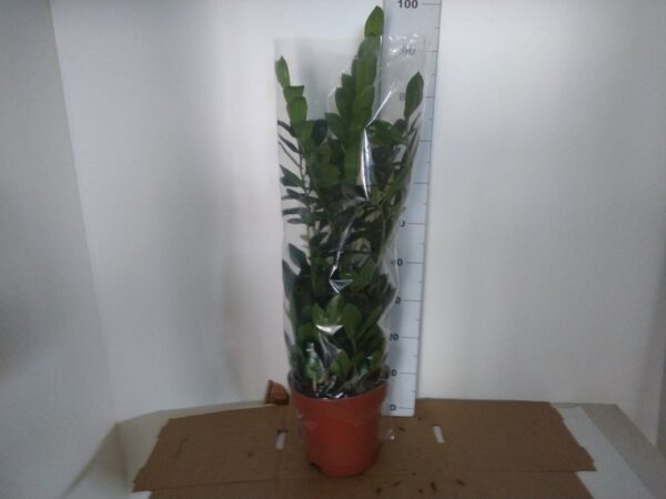 Zamioculcas Vaso