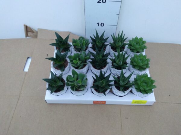 Succulente