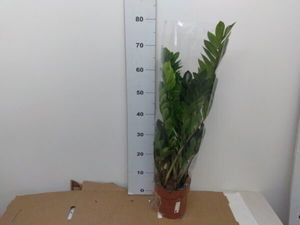 Zamioculcas Vaso