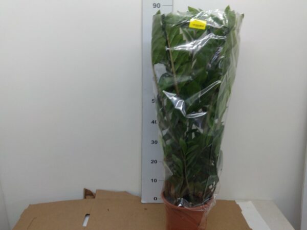 Zamioculcas Vaso